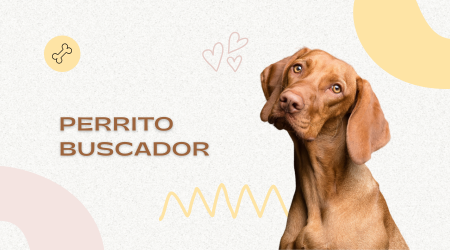 Perrito buscador 